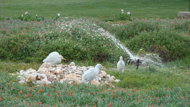 Zdjęcia: Marsa Alam, Popołudniowy prysznic, EGIPT Zdjęcia: Marsa Alam, Popołudniowy prysznic, EGIPT