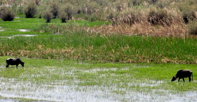 Zdjęcia: Luxor, Nad brzegami Nilu 1, EGIPT Zdjęcia: Luxor, Nad brzegami Nilu 1, EGIPT