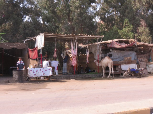 Zdj cia: Kair, Afryka, Kebda Camel 3, EGIPT Zdj cia: Kair, Afryka, Kebda Camel 3, EGIPT