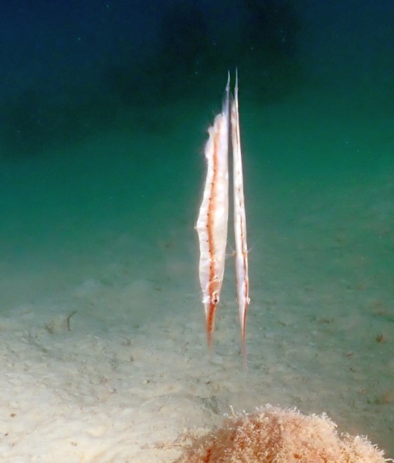 Zdj cia: Hurghada, Brzytewnik, EGIPT Zdj cia: Hurghada, Brzytewnik, EGIPT