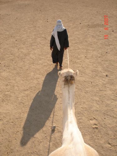 Zdjęcia: Giza, Kair, "W karawanie", EGIPT Zdjęcia: Giza, Kair, "W karawanie", EGIPT