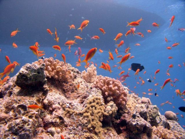 Zdjęcia: okolice Wyspu Giftun, Hurghada, Rybim okiem....:), EGIPT Zdjęcia: okolice Wyspu Giftun, Hurghada, Rybim okiem....:), EGIPT
