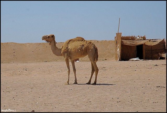 Zdjęcia: Badawaya, Camel, EGIPT Zdjęcia: Badawaya, Camel, EGIPT