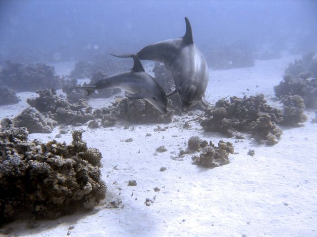 Zdjęcia: red sea, dla "nastka 1505", EGIPT Zdjęcia: red sea, dla "nastka 1505", EGIPT