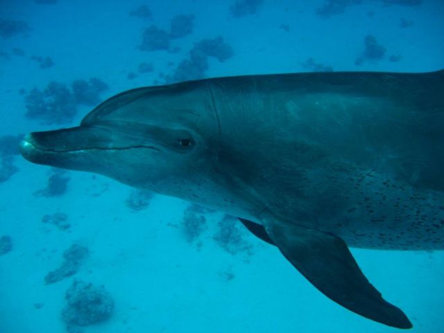 Zdjęcia: red sea, delfin, EGIPT Zdjęcia: red sea, delfin, EGIPT