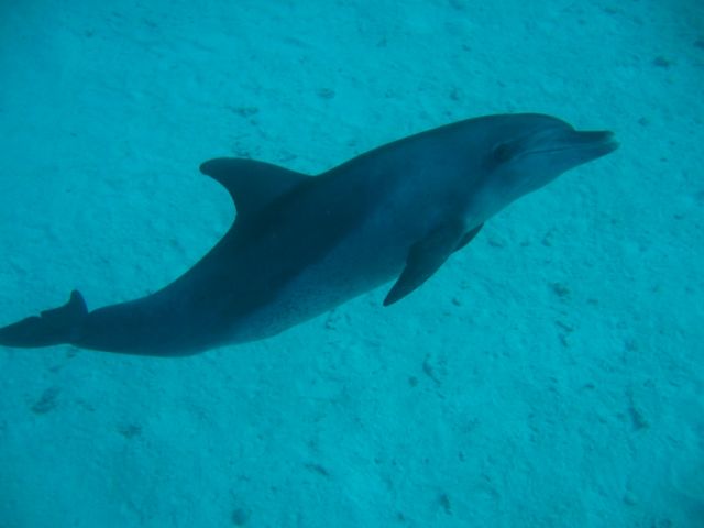 Zdjęcia: red sea, delfin, EGIPT Zdjęcia: red sea, delfin, EGIPT