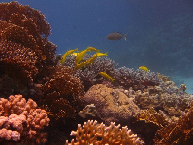Zdjęcia: red sea, rafa koralowa, EGIPT Zdjęcia: red sea, rafa koralowa, EGIPT