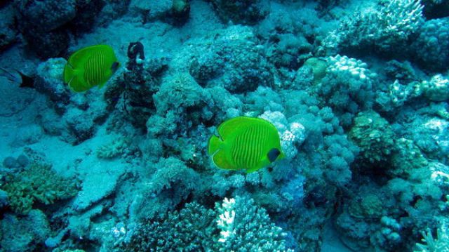 Zdjęcia: Marsa Alam, Marsa Alam, Parka chetoników, EGIPT Zdjęcia: Marsa Alam, Marsa Alam, Parka chetoników, EGIPT
