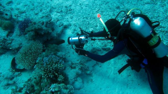 Zdjęcia: Marsa Alam, Marsa Alam, Filmowanie mureny, EGIPT Zdjęcia: Marsa Alam, Marsa Alam, Filmowanie mureny, EGIPT