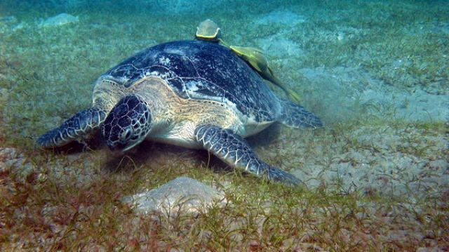 Zdjęcia: Marsa Abudabab, Marsa Alam, Żółw, EGIPT Zdjęcia: Marsa Abudabab, Marsa Alam, Żółw, EGIPT