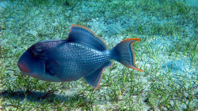 Zdjęcia: Marsa Abudabab, Marsa Alam, Rogatnica niebieska, EGIPT Zdjęcia: Marsa Abudabab, Marsa Alam, Rogatnica niebieska, EGIPT