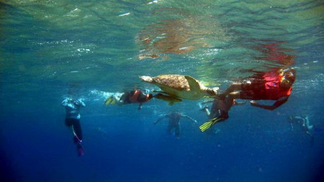 Zdjęcia: Marsa Abudabab, Marsa Alam, Snorkeling z żółwiami, EGIPT Zdjęcia: Marsa Abudabab, Marsa Alam, Snorkeling z żółwiami, EGIPT