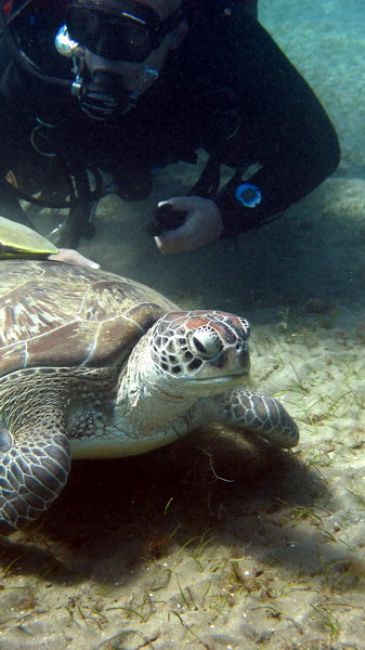 Zdjęcia: Marsa Abudabab, Marsa Alam, Nurek i żółw, EGIPT Zdjęcia: Marsa Abudabab, Marsa Alam, Nurek i żółw, EGIPT