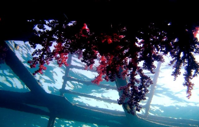 Zdjęcia: Red Sea, Red Sea, EGYPT-Belina, EGIPT Zdjęcia: Red Sea, Red Sea, EGYPT-Belina, EGIPT