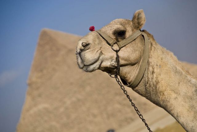 Zdjęcia: Giza, Model Ali Baba :), EGIPT Zdjęcia: Giza, Model Ali Baba :), EGIPT