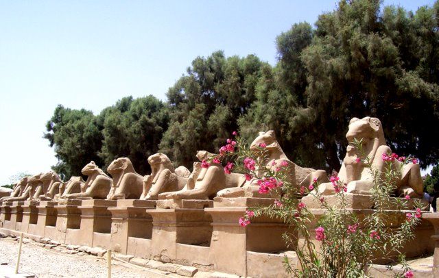 Zdjęcia: świątynia w Karnaku, Karnak, oleander i lwy w Karnaku, EGIPT Zdjęcia: świątynia w Karnaku, Karnak, oleander i lwy w Karnaku, EGIPT