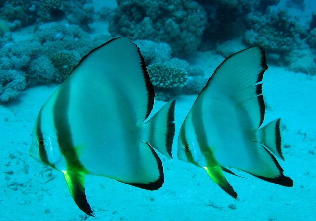 Zdjęcia: Marsa Alam, Marsa Alam, Plataksy, EGIPT Zdjęcia: Marsa Alam, Marsa Alam, Plataksy, EGIPT