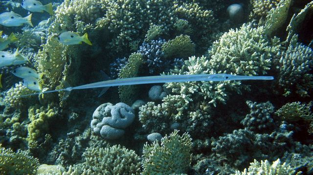 Zdjęcia: Marsa Alam, Marsa Alam, Fistulka, EGIPT Zdjęcia: Marsa Alam, Marsa Alam, Fistulka, EGIPT
