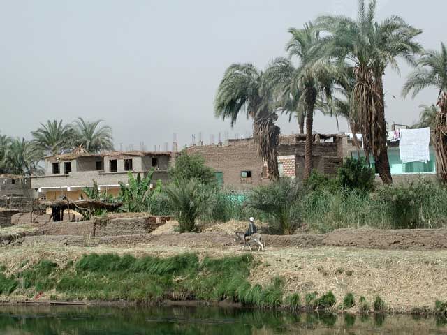 Zdjęcia: Hurghada, Hurghada, Osiołek, EGIPT Zdjęcia: Hurghada, Hurghada, Osiołek, EGIPT