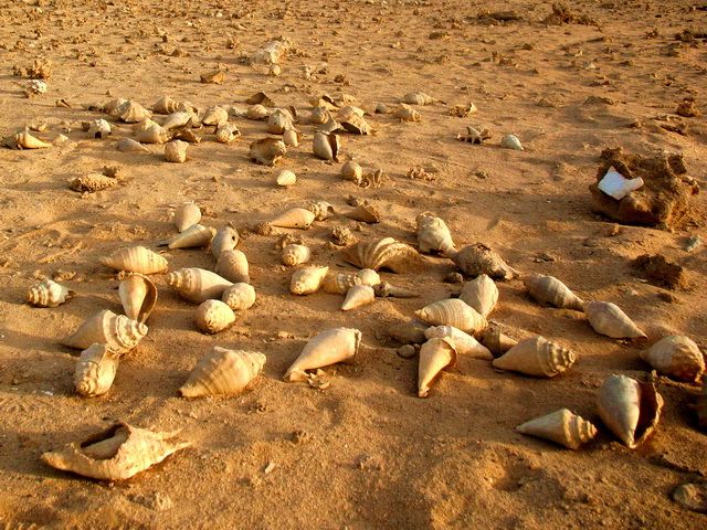 Zdjęcia: Marsa Alam, Marsa Alam, Muszle na plaży, EGIPT Zdjęcia: Marsa Alam, Marsa Alam, Muszle na plaży, EGIPT