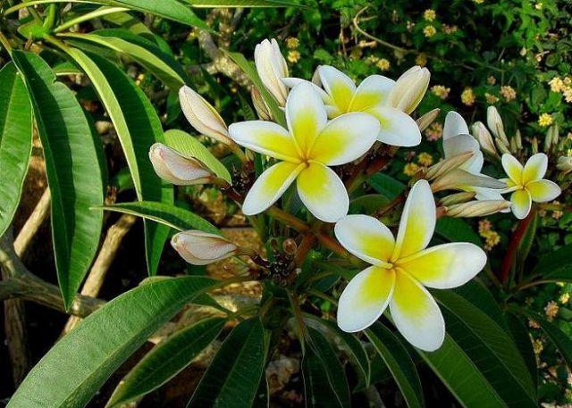 Zdjęcia: Taba, Synaj, Plumeria - jak sztuczna.., EGIPT Zdjęcia: Taba, Synaj, Plumeria - jak sztuczna.., EGIPT