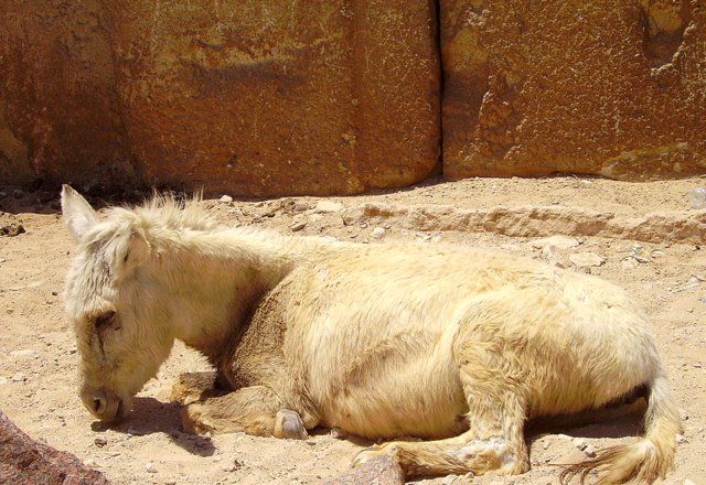 Zdjęcia: Giza, Giza, u "stóp" piramid - spragniony i głodny, EGIPT Zdjęcia: Giza, Giza, u "stóp" piramid - spragniony i głodny, EGIPT