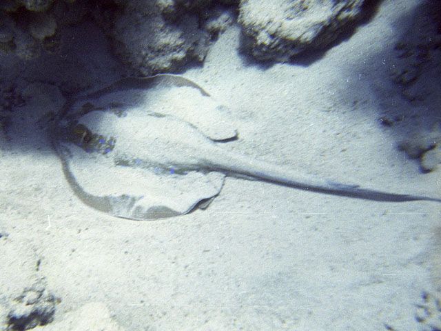 Zdjęcia: Sharm el - Sheikh, Sharm el - Sheikh, płaszczka, EGIPT Zdjęcia: Sharm el - Sheikh, Sharm el - Sheikh, płaszczka, EGIPT