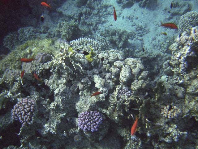Zdjęcia: Sharm el - Sheikh, Sharm el - Sheikh, kawałek rafy, EGIPT Zdjęcia: Sharm el - Sheikh, Sharm el - Sheikh, kawałek rafy, EGIPT