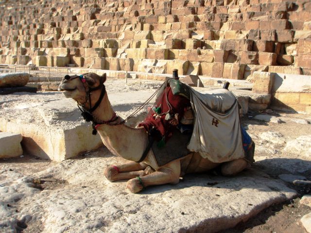 Zdjęcia: pod piramidą, Giza, W oczekiwaniu na klienta, EGIPT Zdjęcia: pod piramidą, Giza, W oczekiwaniu na klienta, EGIPT