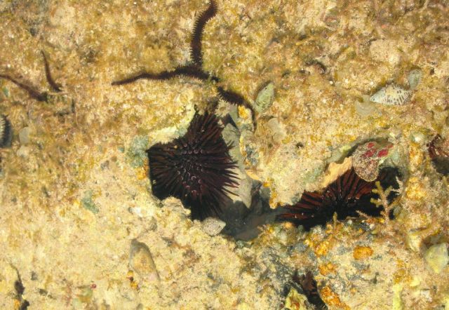 Zdjęcia: sharm el sheikh, sharm el sheikh, fotki z egipskiego snorkowania, EGIPT Zdjęcia: sharm el sheikh, sharm el sheikh, fotki z egipskiego snorkowania, EGIPT