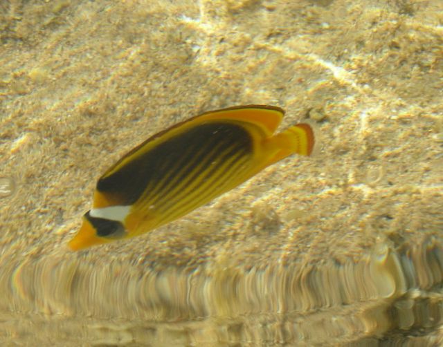 Zdjęcia: sharm el sheikh, sharm el sheikh, fotki z egipskiego snorkowania, EGIPT Zdjęcia: sharm el sheikh, sharm el sheikh, fotki z egipskiego snorkowania, EGIPT