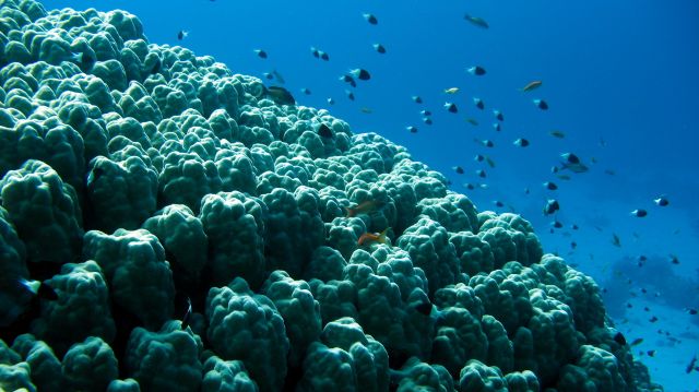 Zdjęcia: Marsa Alam, Marsa Alam, Chromisy dwubarwne, EGIPT Zdjęcia: Marsa Alam, Marsa Alam, Chromisy dwubarwne, EGIPT