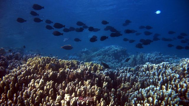 Zdjęcia: Marsa Alam, Marsa Alam, Stadko pokolców, EGIPT Zdjęcia: Marsa Alam, Marsa Alam, Stadko pokolców, EGIPT