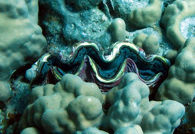Zdjęcia: Marsa Alam, Marsa Alam, Małżowiec, EGIPT Zdjęcia: Marsa Alam, Marsa Alam, Małżowiec, EGIPT