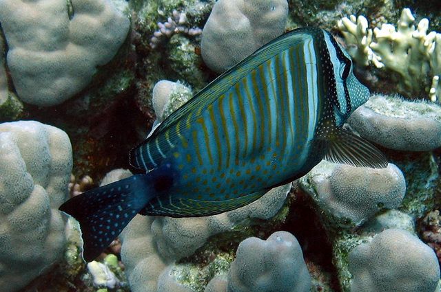 Zdjęcia: Marsa Alam, Marsa Alam, Zebrasoma, EGIPT Zdjęcia: Marsa Alam, Marsa Alam, Zebrasoma, EGIPT