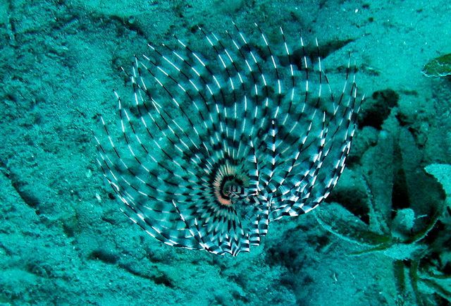 Zdjęcia: Marsa Alam, Marsa Alam, Rurówka, EGIPT Zdjęcia: Marsa Alam, Marsa Alam, Rurówka, EGIPT