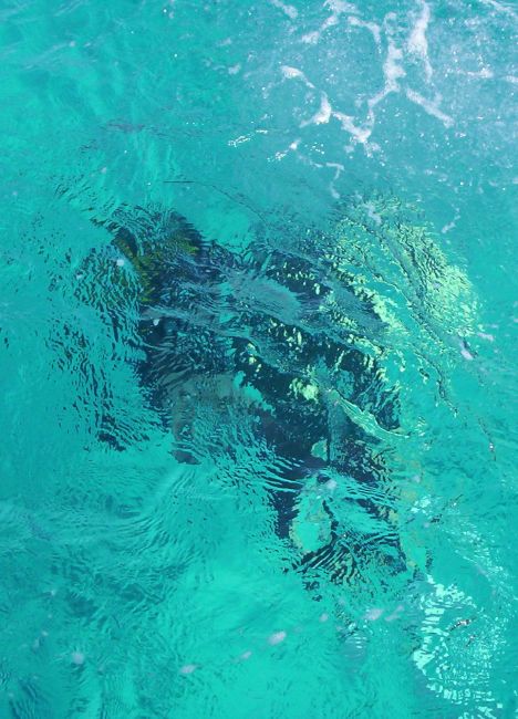 Zdjęcia: Hurgada, Red Sea, Zdjęcie podwodne, EGIPT Zdjęcia: Hurgada, Red Sea, Zdjęcie podwodne, EGIPT
