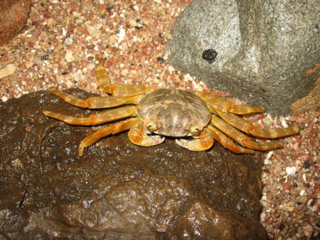 Zdjęcia: Marsa el Alam, Marsa el Alam, krabik, EGIPT Zdjęcia: Marsa el Alam, Marsa el Alam, krabik, EGIPT