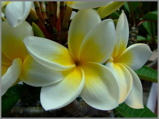 Zdjęcia: _, Hurghada, plumeria, EGIPT Zdjęcia: _, Hurghada, plumeria, EGIPT