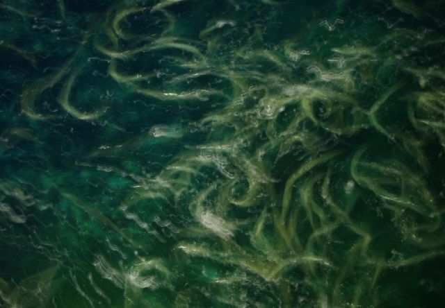 Zdjęcia: Marsa Alam, Ryby nocą, EGIPT Zdjęcia: Marsa Alam, Ryby nocą, EGIPT