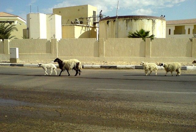 Zdjęcia: Nuwejba, półwysep Synaj, wspomnienia z Egiptu, EGIPT Zdjęcia: Nuwejba, półwysep Synaj, wspomnienia z Egiptu, EGIPT