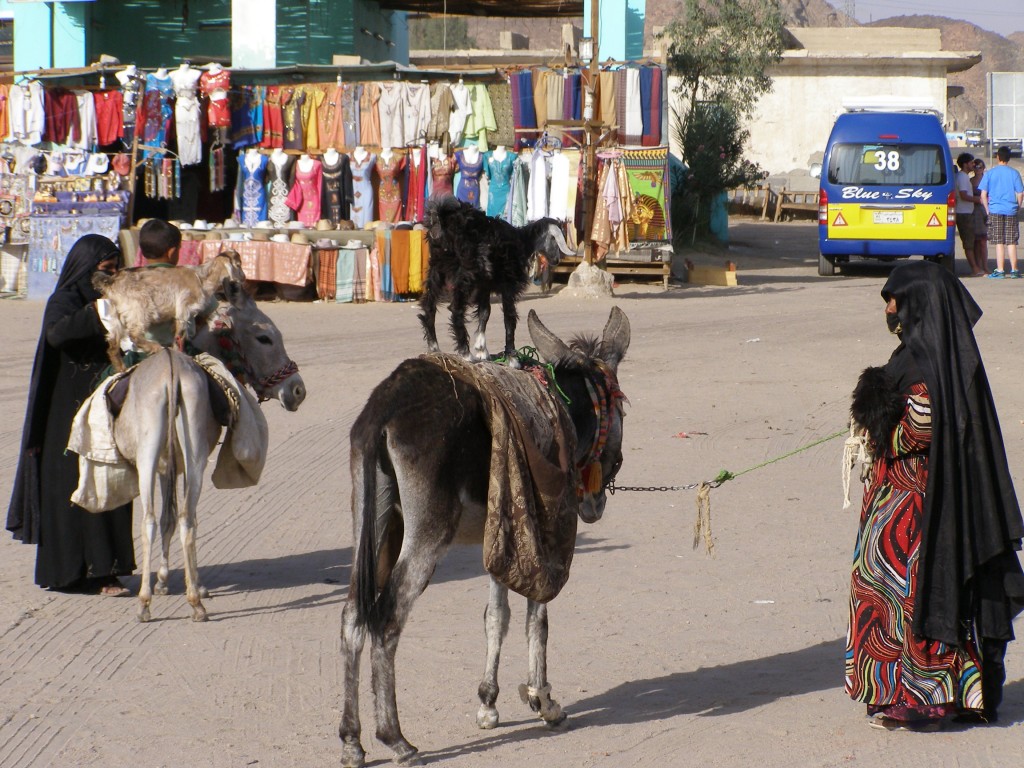 Zdjęcia: Hurghada, Afryka, beduinki, EGIPT Zdjęcia: Hurghada, Afryka, beduinki, EGIPT