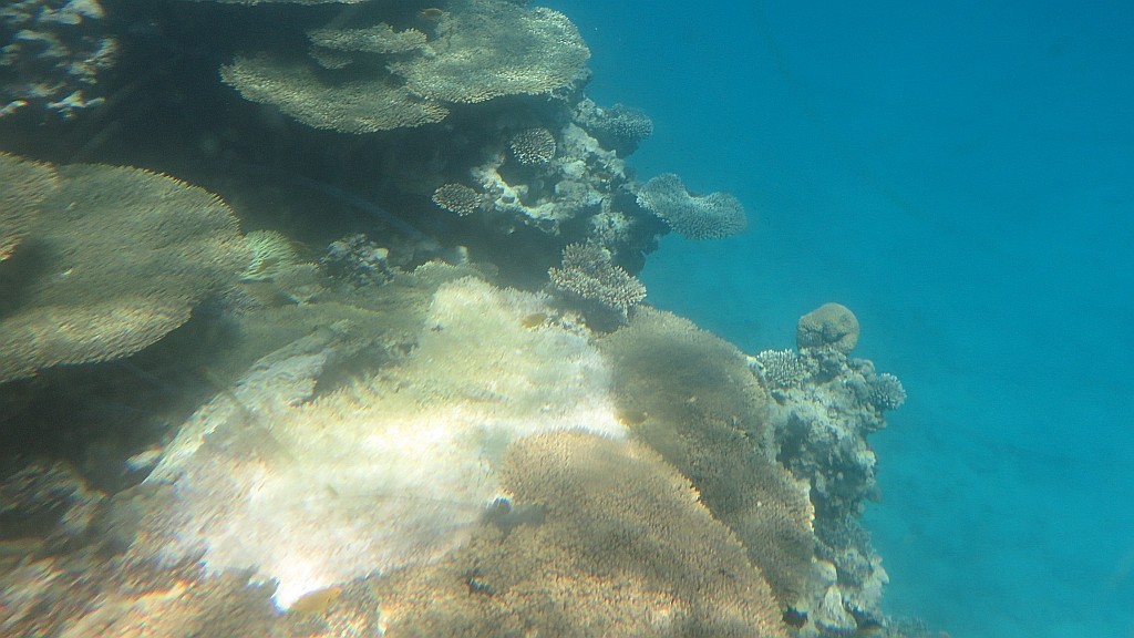 Zdjęcia: Hurghada, środkowy Egipt, podwodny świat, EGIPT Zdjęcia: Hurghada, środkowy Egipt, podwodny świat, EGIPT