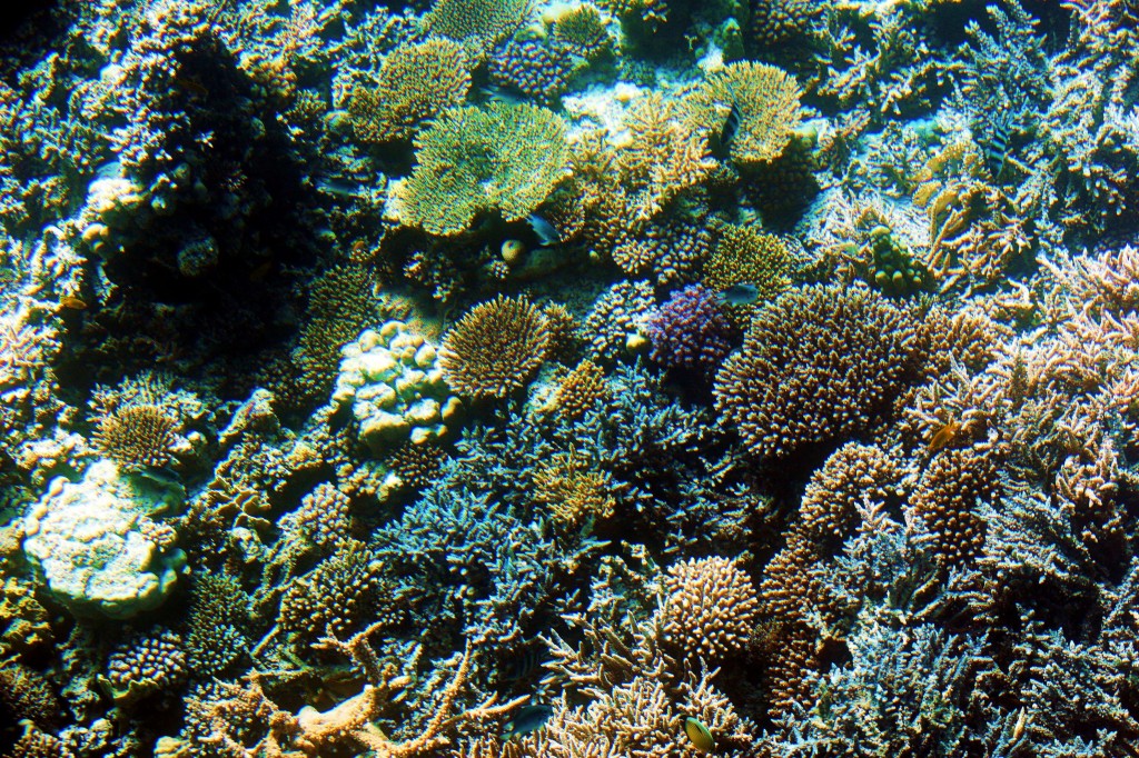 Zdjęcia: Morze Czerwone, Hurghada, Podwodne ogrody, EGIPT Zdjęcia: Morze Czerwone, Hurghada, Podwodne ogrody, EGIPT