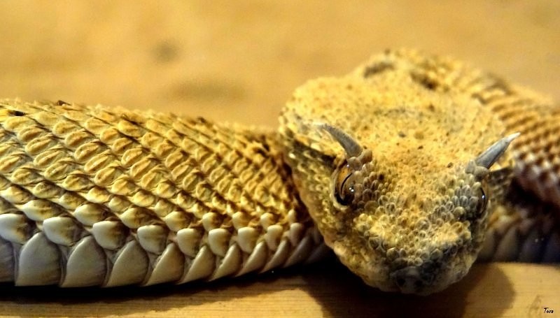 Zdjęcia: Egipt, -Sahara, Ktos z Raju, EGIPT Zdjęcia: Egipt, -Sahara, Ktos z Raju, EGIPT