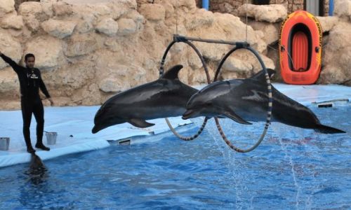 Zdjecie EGIPT / Synaj / Sharm El Shaikh / Akrobatki