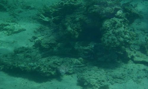 Zdjecie EGIPT / - / Marsa el Alam / Kamufla