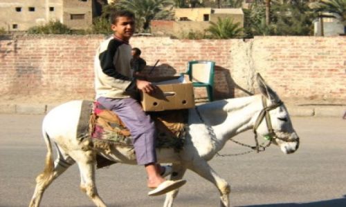 EGIPT / brak / Kair / transport w Egipcie