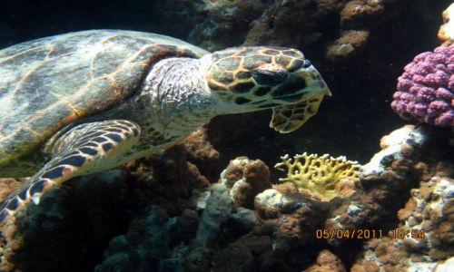 Zdjcie EGIPT / Marsa Alam / morze czerwone oczywiscie / ciekawska to bya bestia ;)