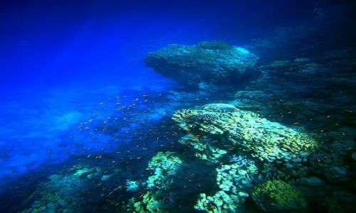 Zdjcie EGIPT / Sharm El Sheikh / Ras Um El Sid / The Big Blue